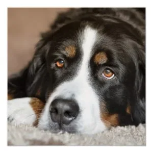 bernese mountain dog laying poster