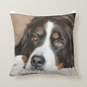 bernese mountain dog laying throw pillow