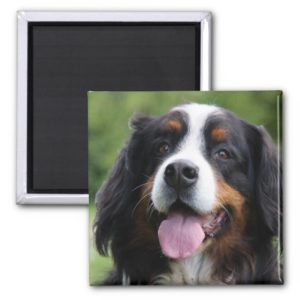 Bernese Mountain dog magnet, gift idea Magnet