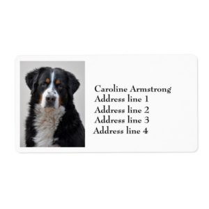 Bernese Mountain dog photo custom address labels