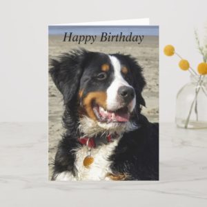 Bernese Mountain dog photo custom birthday card
