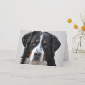 Bernese Mountain dog photo happy birthday card