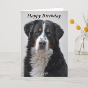 Bernese Mountain dog photo happy birthday card