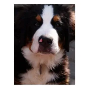 Bernese Mountain Dog Postcard