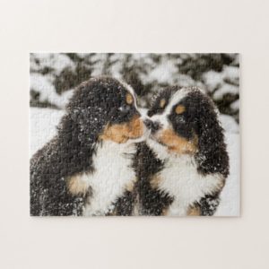 Bernese Mountain Dog Puppets Sniff Each Other Jigsaw Puzzle