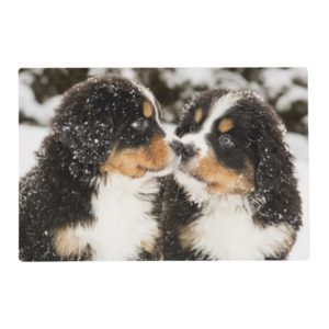 Bernese Mountain Dog Puppets Sniff Each Other Placemat