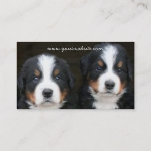 Bernese Mountain dog puppies business card