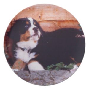 bernese mountain dog puppy plate