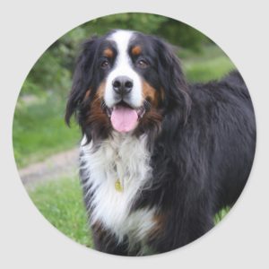 Bernese Mountain dog stickers, gift idea Classic Round Sticker