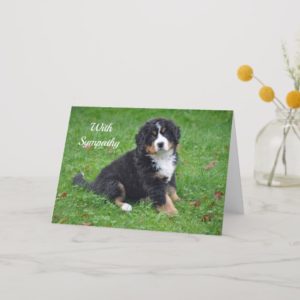 Bernese Mountain Dog Sympathy Card