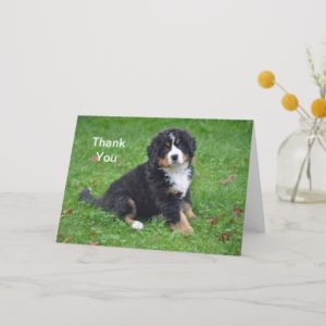 Bernese Mountain Dog Thank You Card