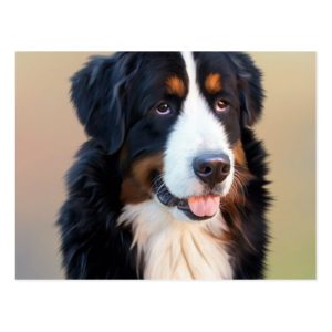 Bernese mountain dog, the obedient dog postcard