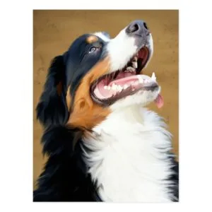 Bernese Mountain Puppy Dog Blank Postcard