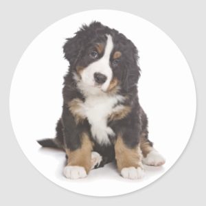 Bernese Mountain Puppy Dog Sticker / Seal