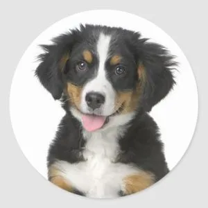 Bernese Mountain Puppy Dog Sticker / Seal