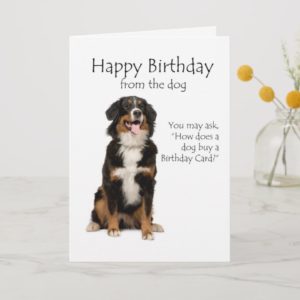 Bernese Mt. Dog Birthday Card