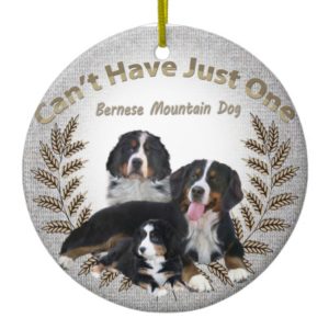 Bernese Mt. Dog Can't Have Just One Ornament