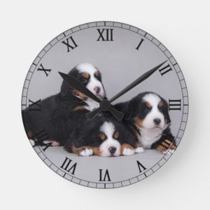 Bernese puppies round clock