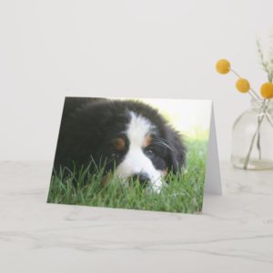 Bernese Puppy Card