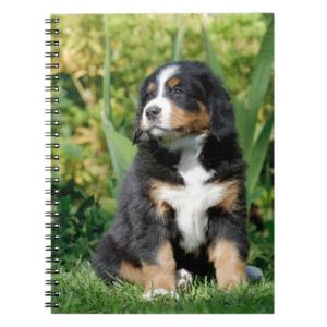 Bernese puppy notebook