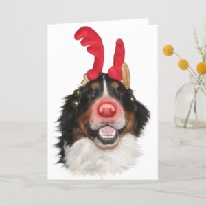 Bernese Roodolph (Rudolph) Holiday Card