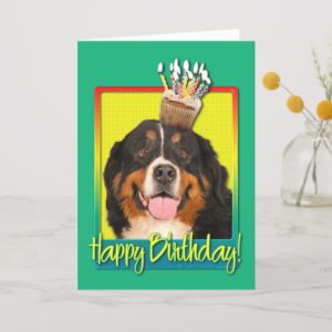 Birthday Cupcake - Bernese Mountain Dog Card