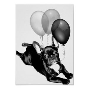 Birthday French Bulldog poster