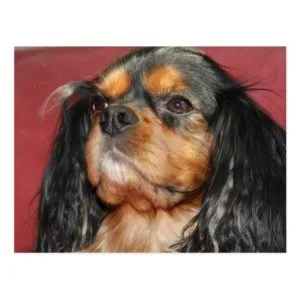 Black And Tan Cavalier King Charles Spaniel Postcard