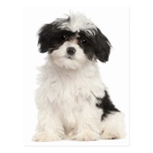 Black And White Havanese Puppy Dog Postcard