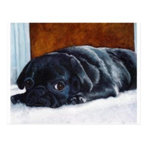 Black Pug Puppy Postcard