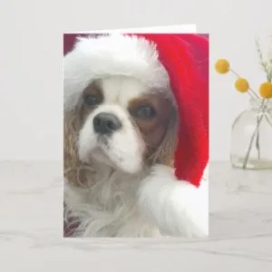 Blenheim Cavalier Christmas Card