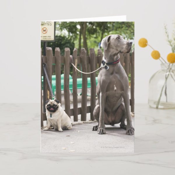 Blue Great Dane and pug dogs on leashes Card