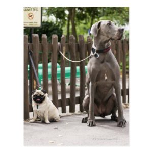 Blue Great Dane and pug dogs on leashes Postcard