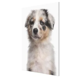 Blue Merle Australian Shepherd puppy close-up Canvas Print