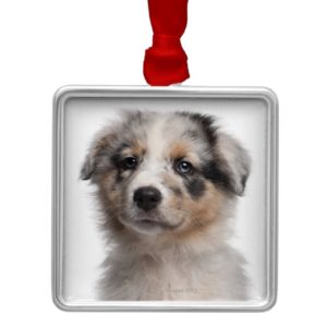 Blue Merle Australian Shepherd puppy close-up Metal Ornament