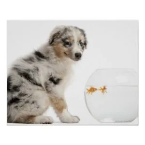 Blue Merle Australian Shepherd puppy Poster
