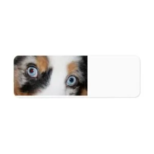 blue merle eyes label