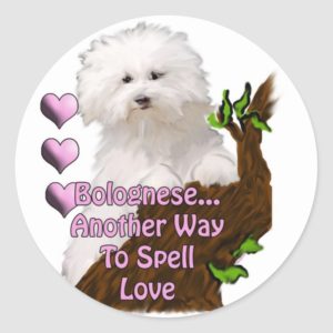 Bolognese or Havanese puppy Classic Round Sticker