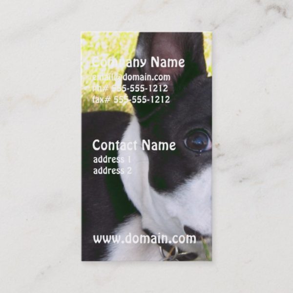 boston-terrier-1 business card
