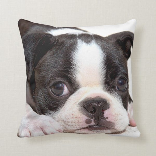 Boston Terrier Black and White Puppy Cushion