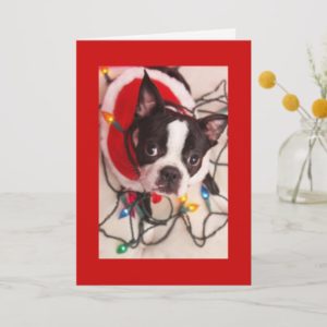 Boston Terrier Christmas Lights Santa Greeting Car Holiday Card