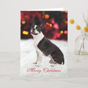 Boston Terrier dog cute custom Christmas Card