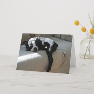 Boston Terrier Dog Portrait Blank Greeting Card