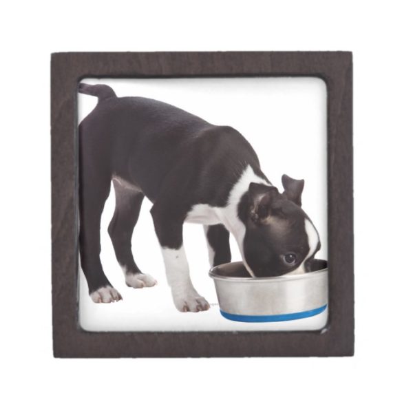 Boston terrier eating from bowl gift box