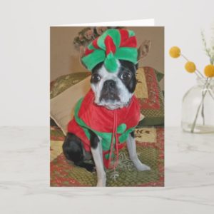 Boston Terrier Elf Christmas Card