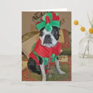 Boston Terrier Elf Christmas Card