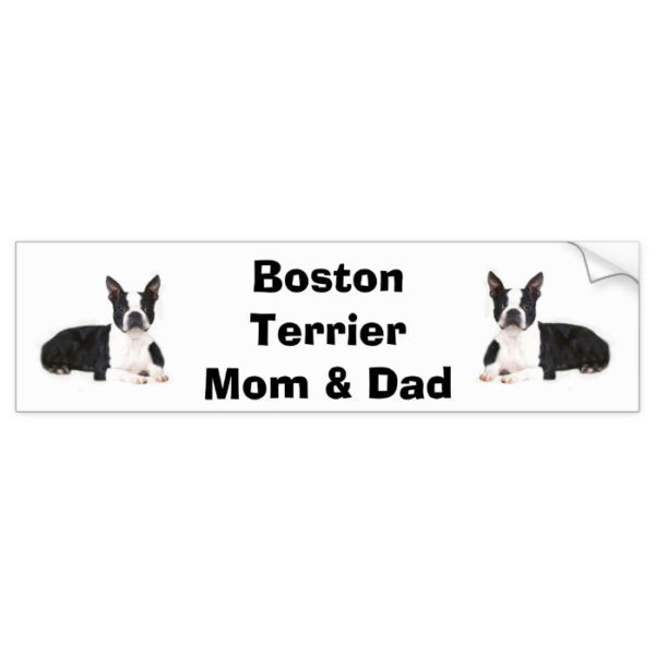 Boston Terrier Mom & Dad Bumper Sticker