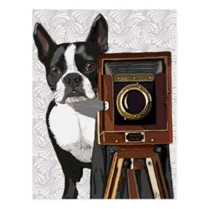 Boston Terrier Photographer 2 Postcard