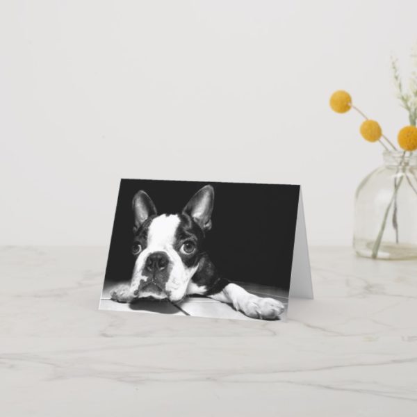 Boston Terrier Puppy Dog  Blank Notecard
