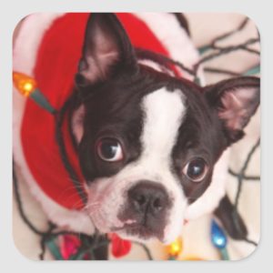 Boston Terrier Santa in Twinkling Lights Stickers